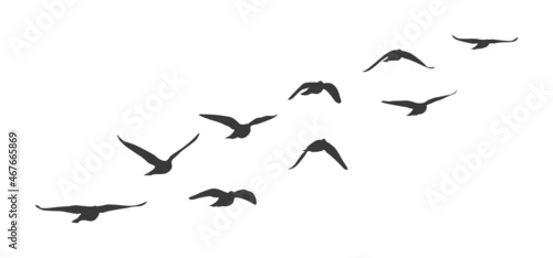 Flock of flying birds. Vector silhouette birds clipart © biancaoddi