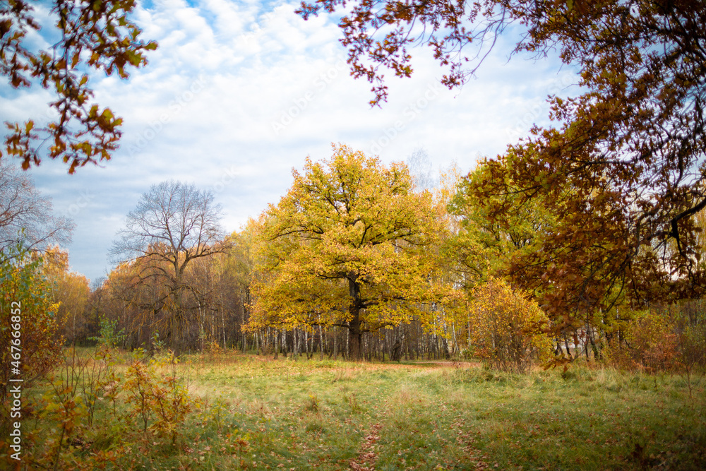 Golden oak tree on meadow in autumn forest