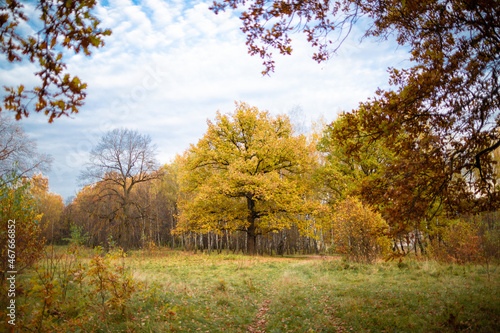 Golden oak tree on meadow in autumn forest
