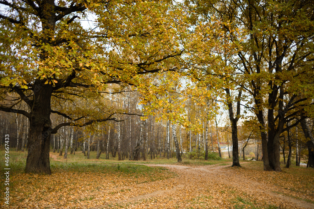 Wwalking paths covered with golden leaves of  oak trees in autumn forest