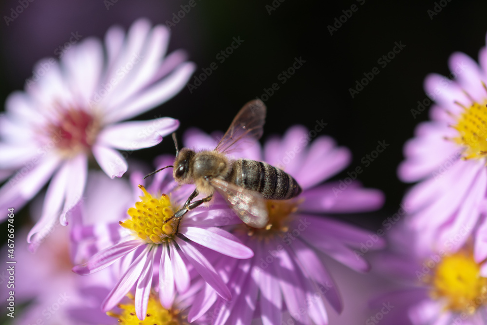 Ruggell, Liechtenstein, September 25, 2021 Busy bee on a lila flower in a garden Ruggell, Liechtenstein, September 25, 2021 Busy bee on a lila flower in a garden