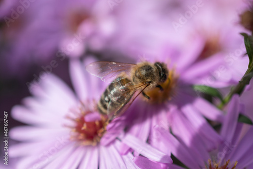 Ruggell, Liechtenstein, September 25, 2021 Busy bee on a lila flower in a garden