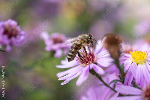 Ruggell, Liechtenstein, September 25, 2021 Busy bee on a lila flower in a garden © Robert