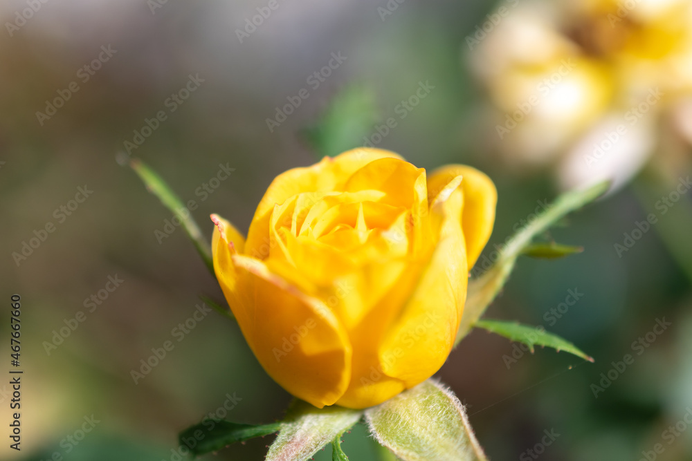 Ruggell, Liechtenstein, September 25, 2021 Colorful yellow rose in a garden Ruggell, Liechtenstein, September 25, 2021 Colorful yellow rose in a garden
