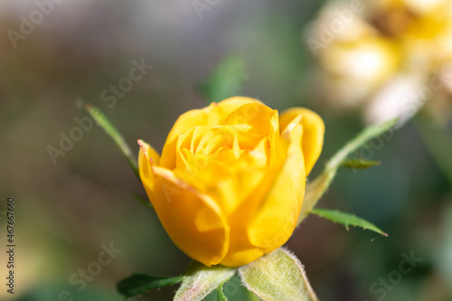 Ruggell, Liechtenstein, September 25, 2021 Colorful yellow rose in a garden