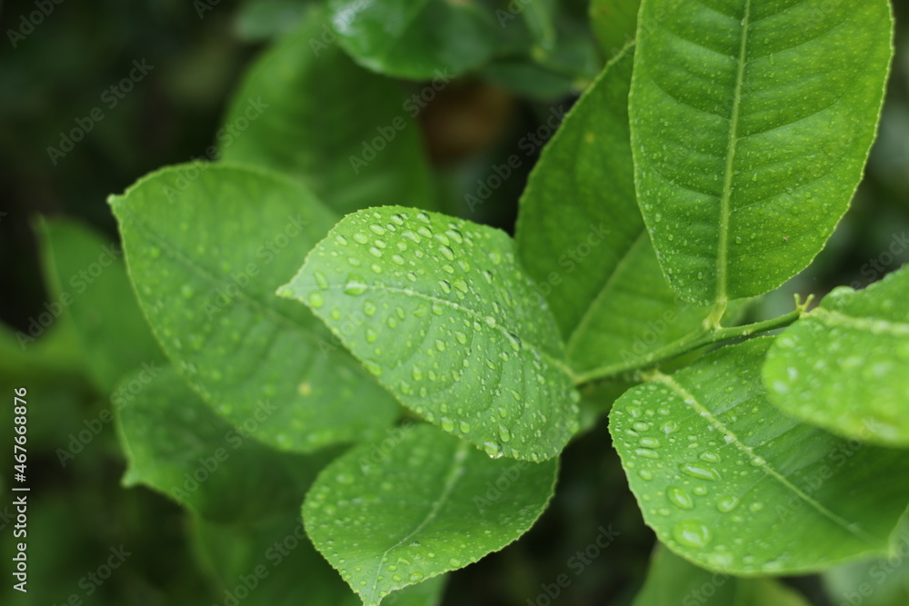 rain drops on a leaf rain drops on a leaf