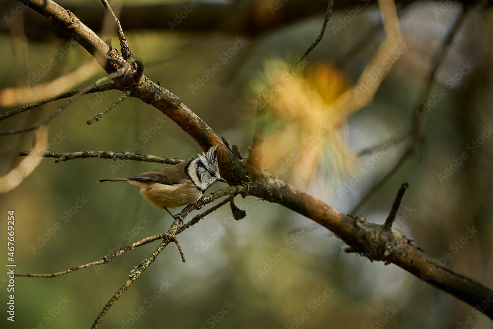 Crested Tit (Lophophanes cristatus) sitting on beautiful spruce branch Crested Tit (Lophophanes cristatus) sitting on beautiful spruce branch