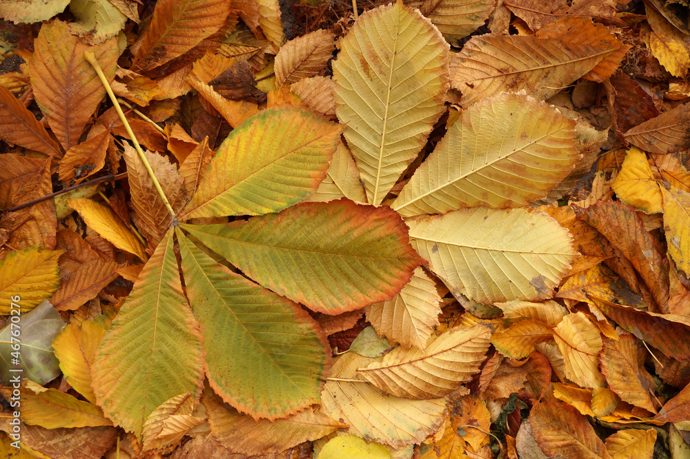 Autumn etude with leaves of a chestnut