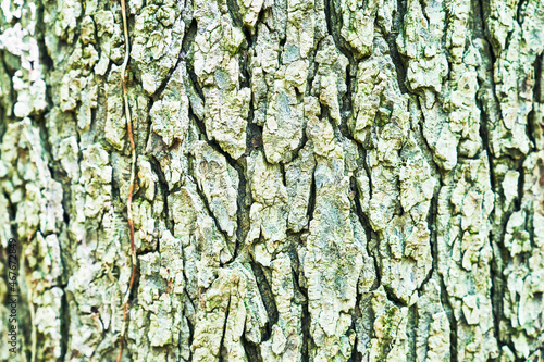 Fototapeta Naklejka Na Ścianę i Meble -  Beautiful tree bark texture image