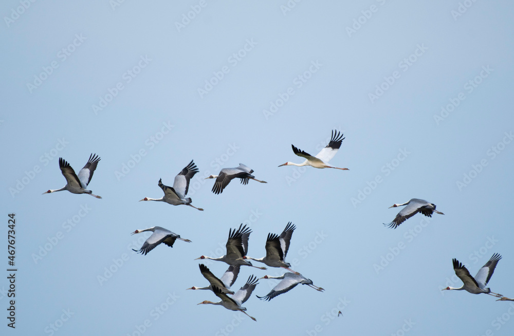 Siberian white crane flying with flock of white-naped cranes