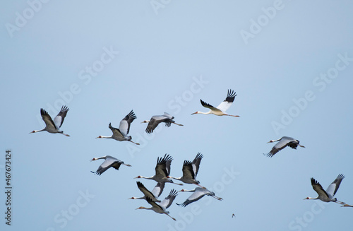 Siberian white crane flying with flock of white-naped cranes © 雅文 大石