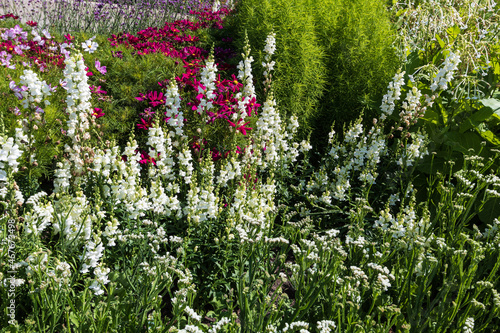 White-pink summer flower bed in bright summer sun. With white snapdragons (Antirrhinum)