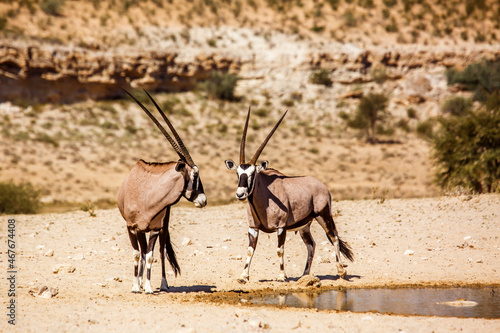 Two South African Oryx standing at waterhole in Kgalagadi transfrontier park, South Africa; specie Oryx gazella family of Bovidae