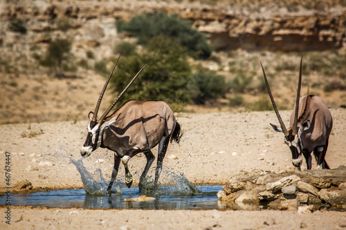 South African Oryx running away frow waterhole in Kgalagadi transfrontier park, South Africa; specie Oryx gazella family of Bovidae photo