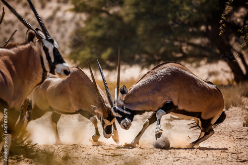 Two South African Oryx bull dueling in Kgalagadi transfrontier park, South Africa; specie Oryx gazella family of Bovidae