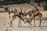 Two Springbok male dueling in Kgalagari transfrontier park, South Africa ; specie Antidorcas marsupialis family of Bovidae