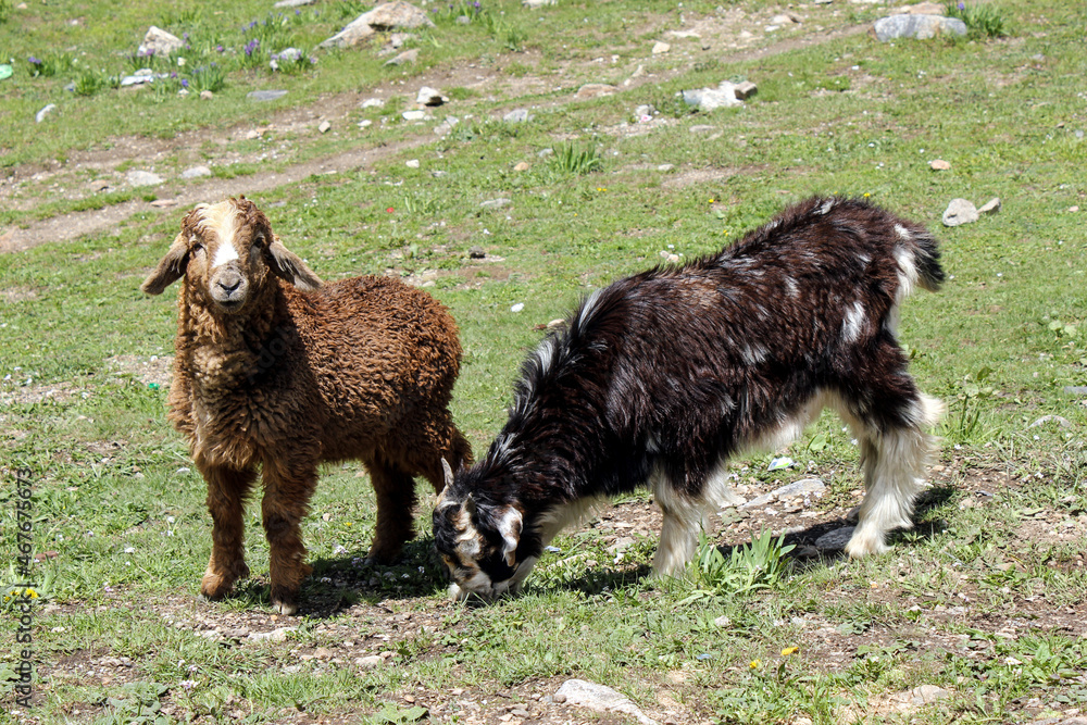Fototapeta premium two goats in the mountains