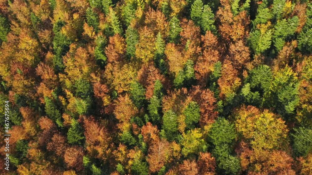 Flying over the beautiful autumn hills of the countryside and colorful mountains glowing with bright morning light. Aerial view of a colorful fall season. Carpathian mountains, Ukraine. Flying over the beautiful autumn hills of the countryside and colorful mountains glowing with bright morning light. Aerial view of a colorful fall season. Carpathian mountains, Ukraine.