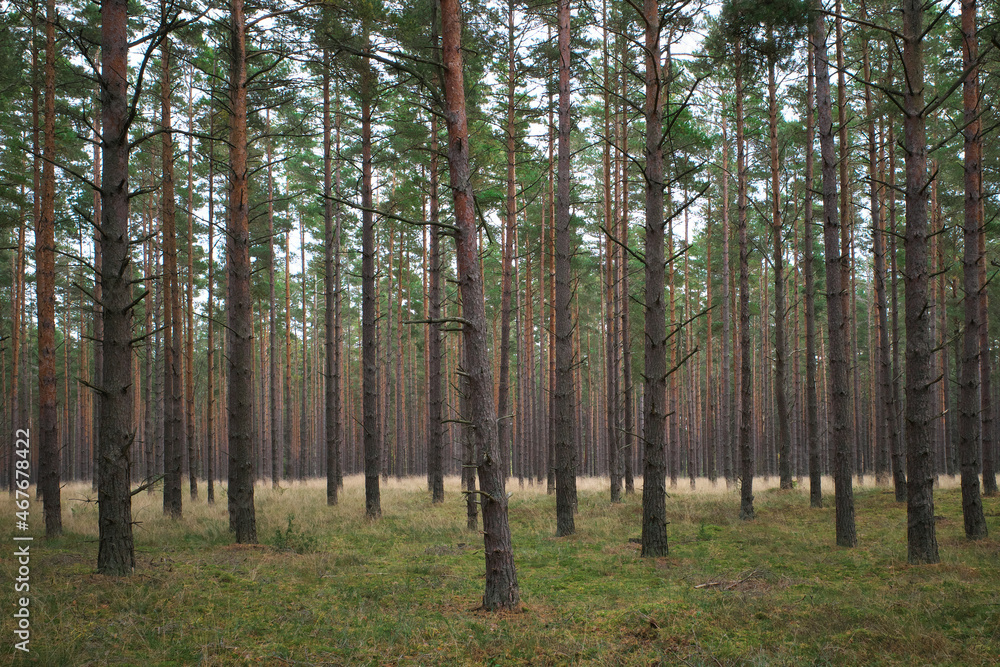 The trunks of the tall pines. Mystical and beautiful of wildlife. Latvia The trunks of the tall pines. Mystical and beautiful of wildlife. Latvia
