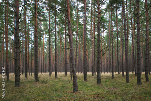 The trunks of the tall pines. Mystical and beautiful of wildlife. Latvia