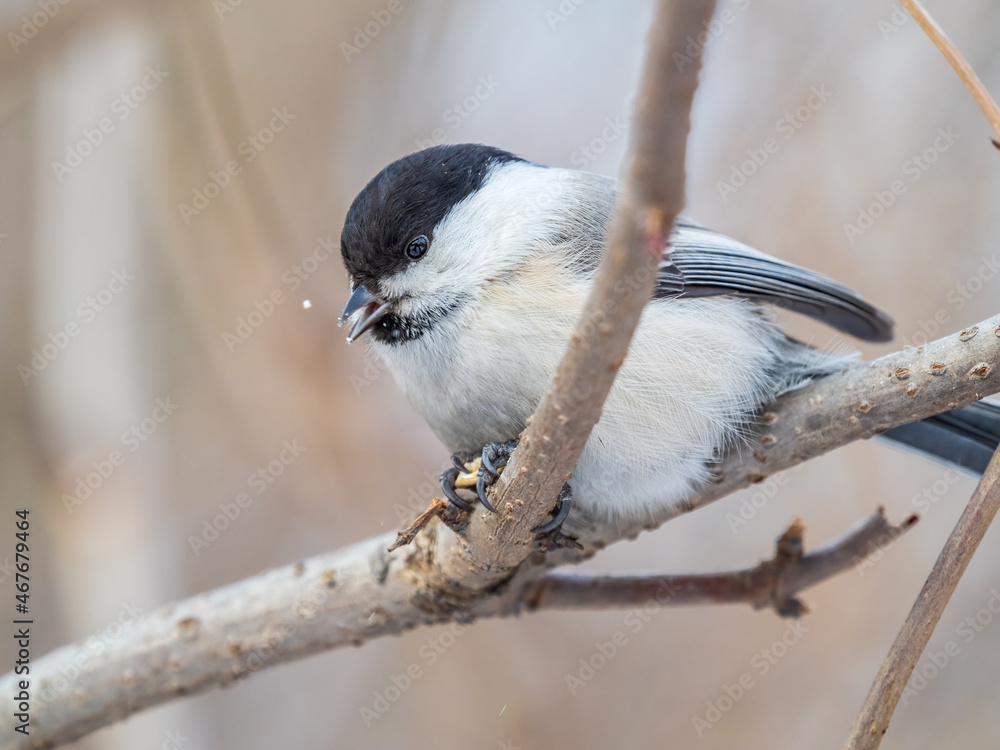 Cute bird the willow tit, song bird sitting on a branch without leaves in the winter. Cute bird the willow tit, song bird sitting on a branch without leaves in the winter.