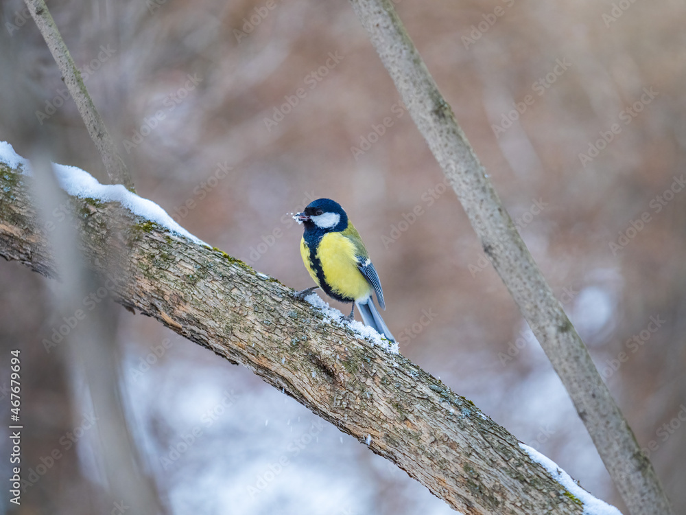 Cute bird Great tit, songbird sitting on a branch without leaves in the autumn or winter. Cute bird Great tit, songbird sitting on a branch without leaves in the autumn or winter.