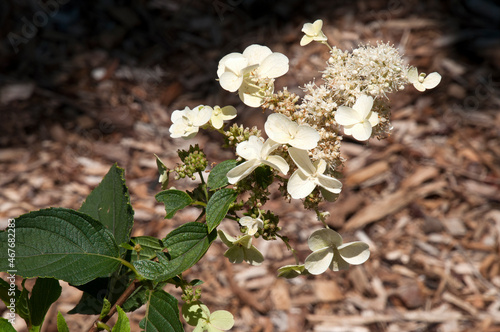 Konstfotografi Sydney Australia, cream flowerhead of a hydrangea paniculata kyushu shrub