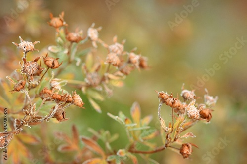 Hardhack overblown brown flowers hoarfrosted, autumn garden background with bokeh space for text. photo