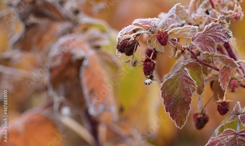 Raspberries rotten and frozen fruits with dead insect in autumn garden, autumn plants. photo