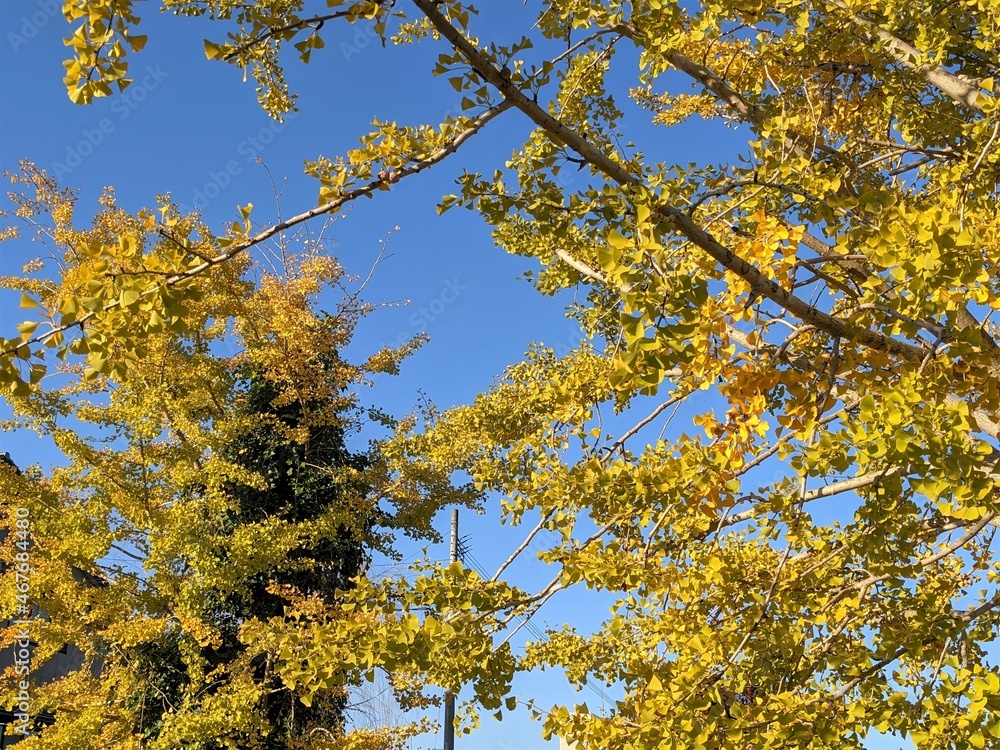 yellow maple leaves yellow maple leaves