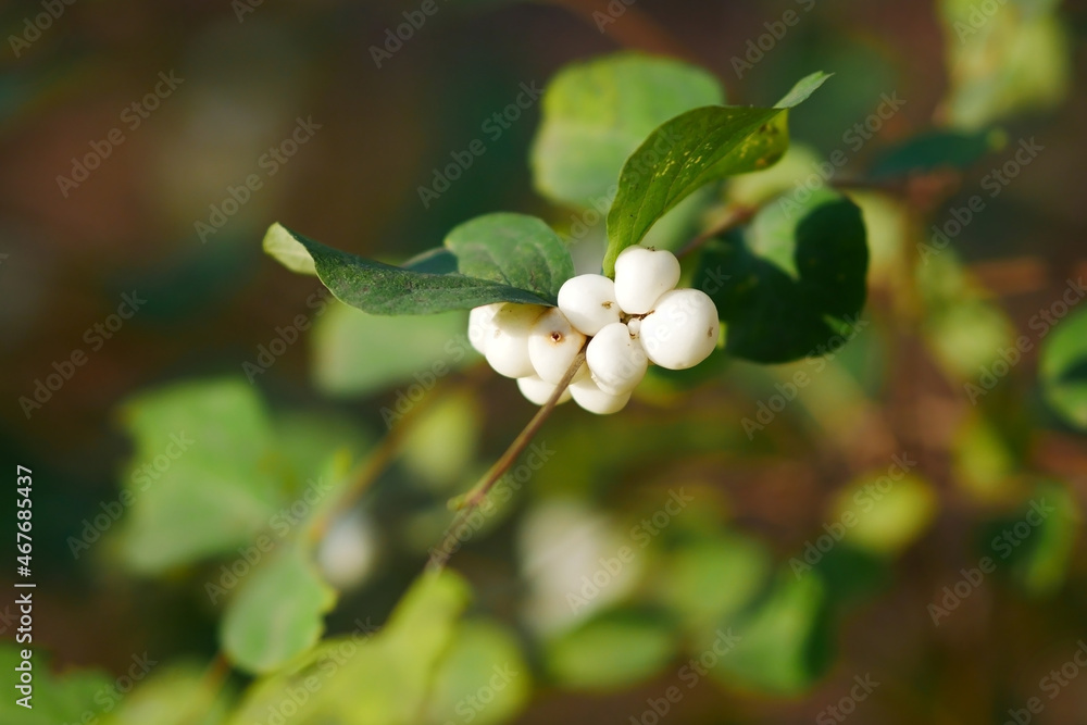 Buch snowberry autumn. Symphoricarpos. Caprifoliaceae Family Buch snowberry autumn. Symphoricarpos. Caprifoliaceae Family