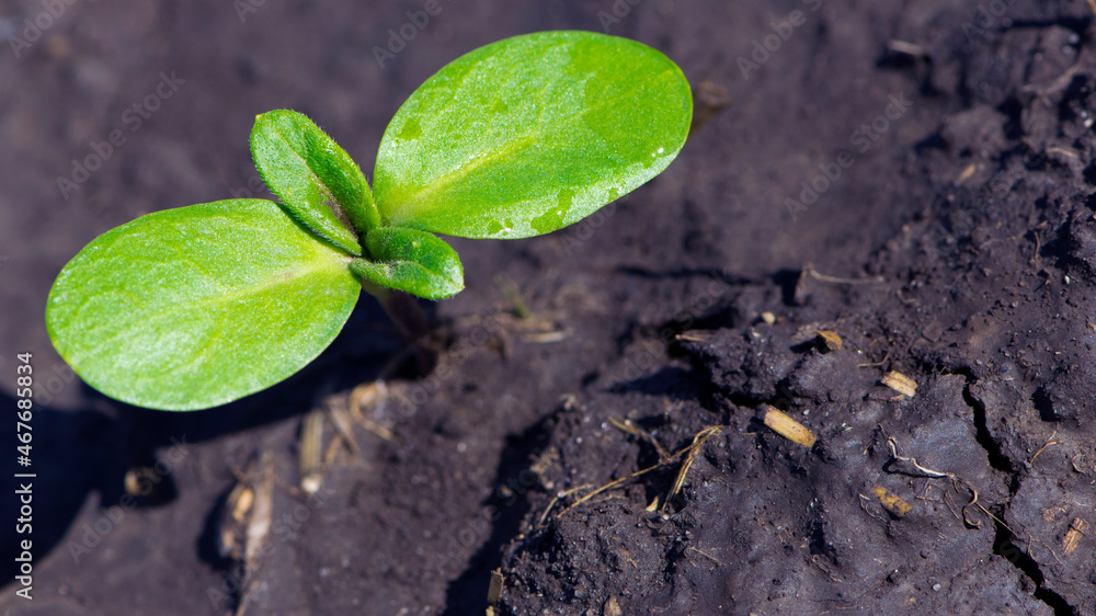 sunflower sprout, green leaves, closeup. giving life, a small green sprout in the ground. soil with the plant. Ecology, environmental protection. spring work, the crop emerges in a field or greenhouse sunflower sprout, green leaves, closeup. giving life, a small green sprout in the ground. soil with the plant. Ecology, environmental protection. spring work, the crop emerges in a field or greenhouse