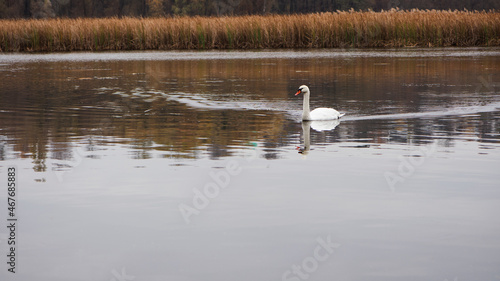 Swan. bird on the water. white swan swims in a lake. big beautiful swan floats on the river on a beautiful autumn, sunny day. wild bird, natural background. space for text