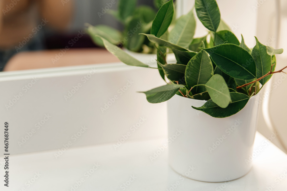 Fototapeta premium Green potted plant near mirror in room close-up. Home decoration. Copy space.