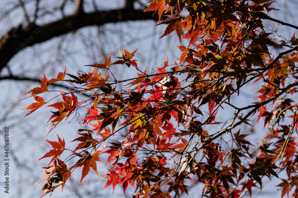 Japanese Maple Close-up Of Red Maple Leaves On The Tree Japanese Maple Close-up Of Red Maple Leaves On The Tree
