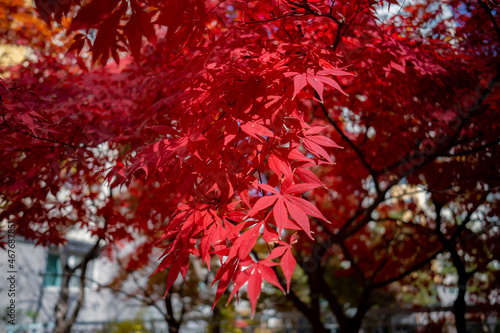 red maple leaves