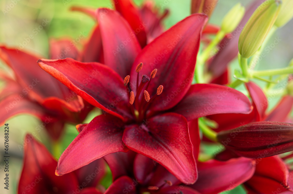 Close-up of red lily flower