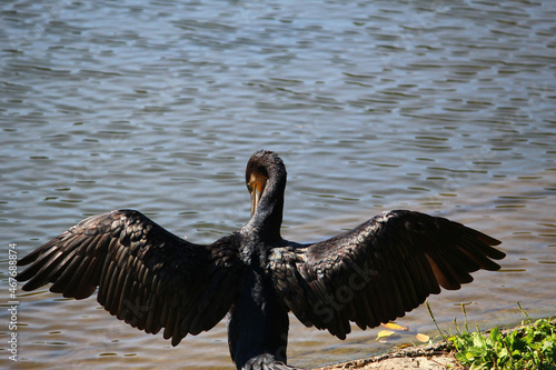 Cormorant
