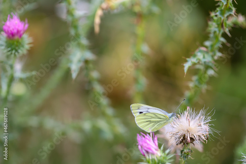 Kohlweißling, Schmetterling auf einer Pflanze Mariendistel sitzend.
 photo