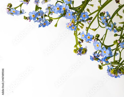 Spring is coming - bunch of forget-me-nots over white background