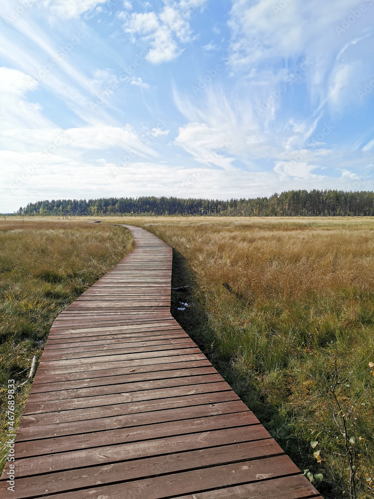 A winding wooden deck over a swamp with yellowed grass, going to the forest, against a beautiful sky with clouds.