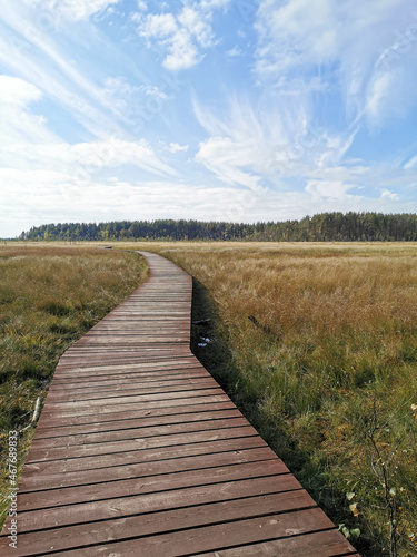 A winding wooden deck over a swamp with yellowed grass  going to the forest  against a beautiful sky with clouds.