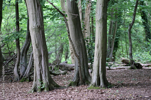 Hornbeam tree large woodland coppice stools