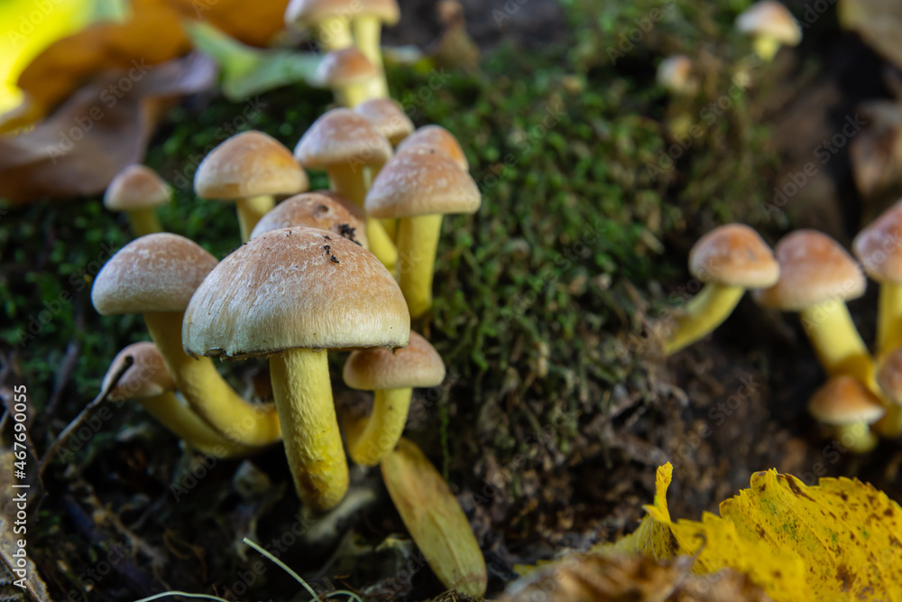 Autumn delicate, beautiful mushroom macro close up of fruiting fungi on a fallen rotting tree with moss during soft overcast light in a open broad leaved woodland forest floor Autumn delicate, beautiful mushroom macro close up of fruiting fungi on a fallen rotting tree with moss during soft overcast light in a open broad leaved woodland forest floor