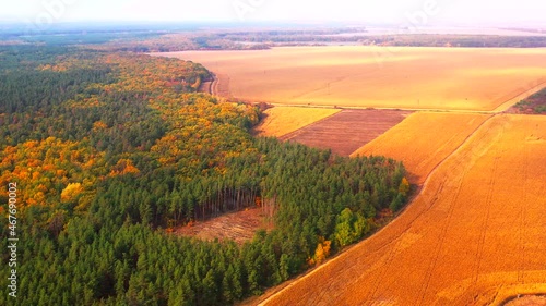 Autumn landscape. Arboretum them. Dokuchaev. 4K aerial photography.