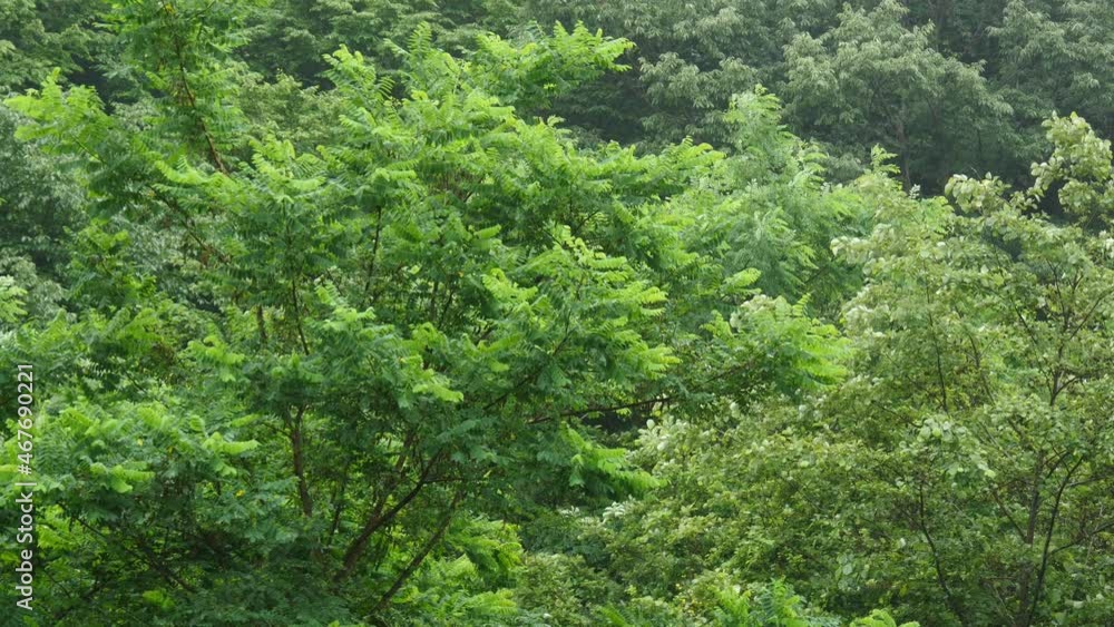 Green leaves slow swaying in the wind in the forest, Gyeongsan-si, Gyeongsangbuk-do, South Korea Green leaves slow swaying in the wind in the forest, Gyeongsan-si, Gyeongsangbuk-do, South Korea