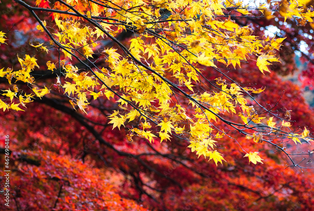 秋の横蔵寺
