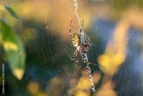 Close up of a spider in nature. Amazing nature. Close up of a spider making web. Macro photography of nature