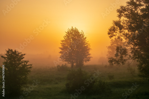 morning in the forest