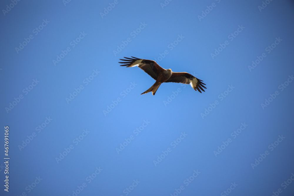 Fototapeta premium Ein Milan, ein Rotmilan am Himmel, Rotmilan ist ein Habichtartiger Vogel. 